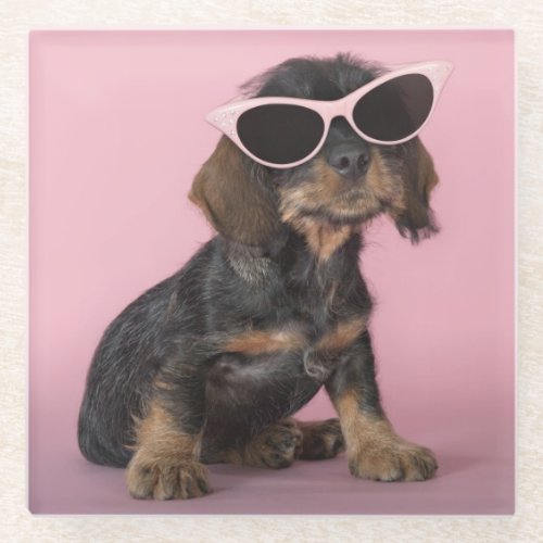 Dachshund Puppy Wearing Sunglasses Glass Coaster
