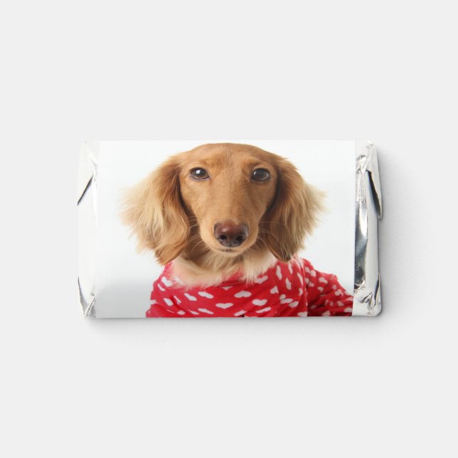 Dachshund Puppy Wearing Valentine's Outfit Hershey's Miniatures (Front)
