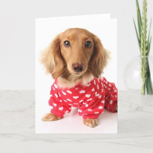Dachshund Puppy Wearing Valentines Outfit Holiday Card