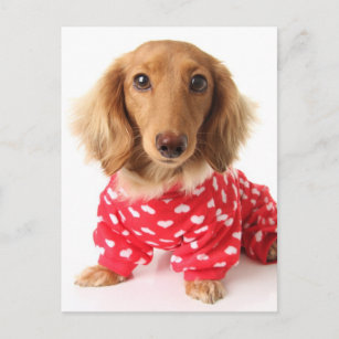Dachshund Puppy Wearing Valentine's Outfit Holiday Postcard