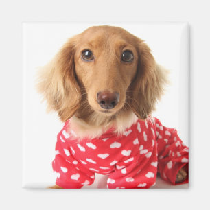 Dachshund Puppy Wearing Valentine's Outfit Magnet
