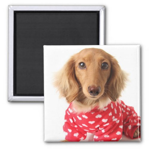 Dachshund Puppy Wearing Valentines Outfit Magnet