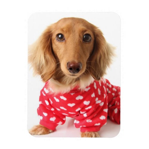 Dachshund Puppy Wearing Valentines Outfit Magnet