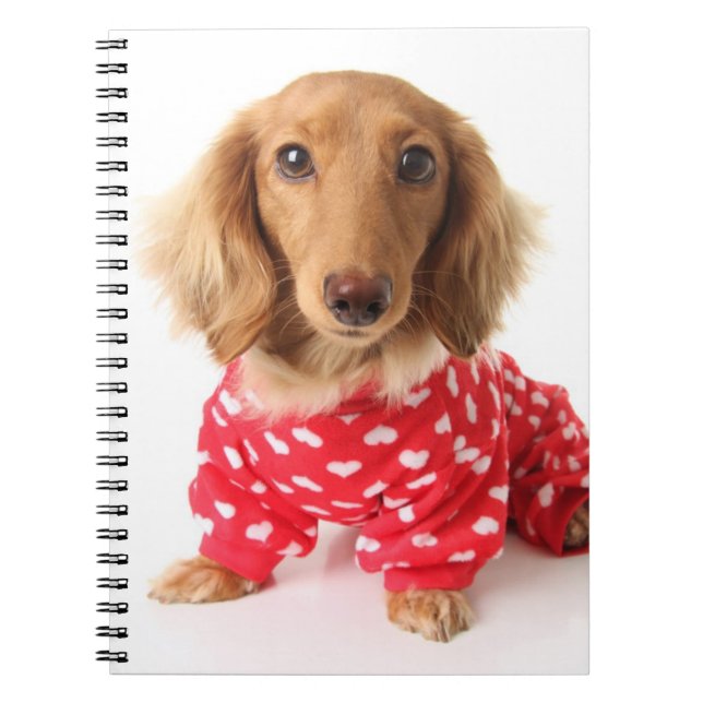 Dachshund Puppy Wearing Valentine's Outfit Notebook (Front)