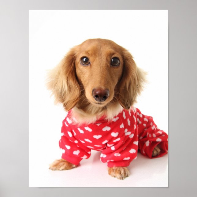 Dachshund Puppy Wearing Valentine's Outfit Poster (Front)
