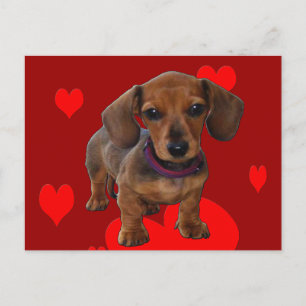 DACHSHUND Puppy with Hearts Postcard