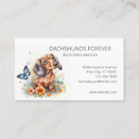 Dachshund Puppys Dog Breeder