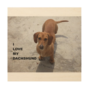 dachshund red full love w pic wood wall art