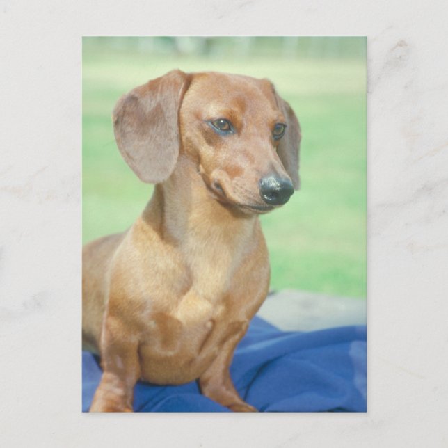 Dachshund Red Postcard (Front)