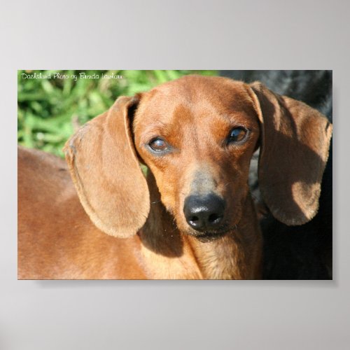 Dachshund Red Smoothcoat Photo Poster