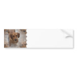 Dachshund Rescue Bumper Stickers
