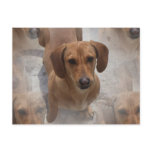 Dachshund Rescue Postcard