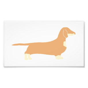 dachshund silo fawn and cream photo print