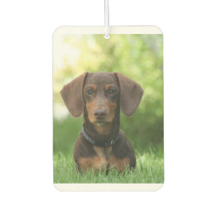 Dachshund Sitting in Grass Air Freshener