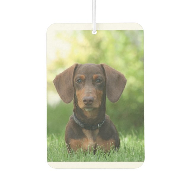 Dachshund Sitting in Grass Air Freshener (Front)