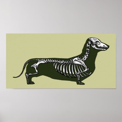 dachshund skeleton poster