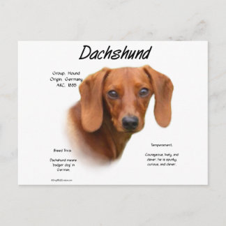 Dachshund (smooth) History Design Postcard