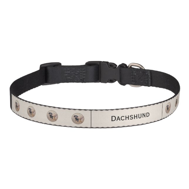 Dachshund (Smooth) Painting - Original Dog Art Pet Collar (Front)