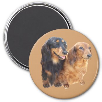 Dachshund Sweeties Magnet by normagolden at Zazzle