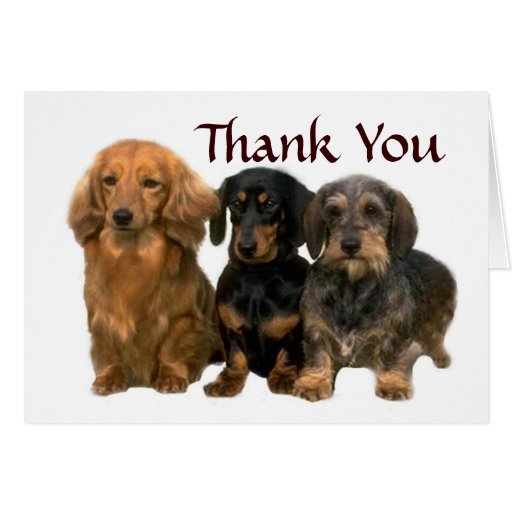 Dachshund Thank You Card | Zazzle