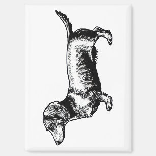 Dachshund Vintage Engraving Illustration Magnet