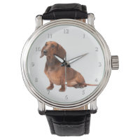 Dachshund Watch