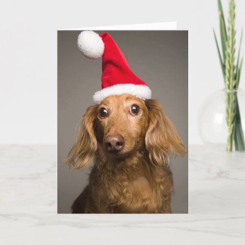 Dachshund Wearing Christmas Santa Hat Holiday Card