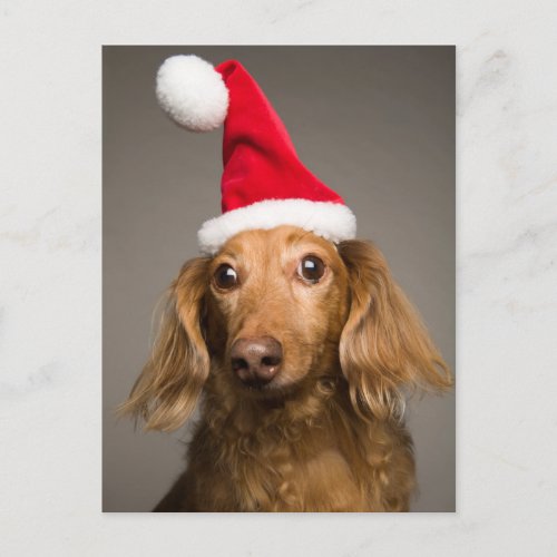 Dachshund Wearing Christmas Santa Hat Holiday Postcard