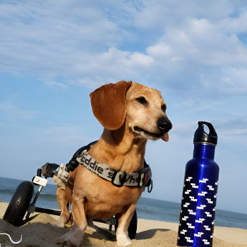 Dachshund Wiener Dog Water Bottle by Smoothe1 at Zazzle