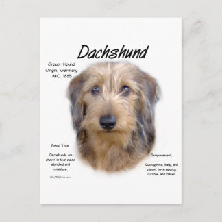 Dachshund (wirehair) History Design Postcard