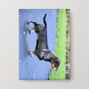 dachshund wirehaired full button