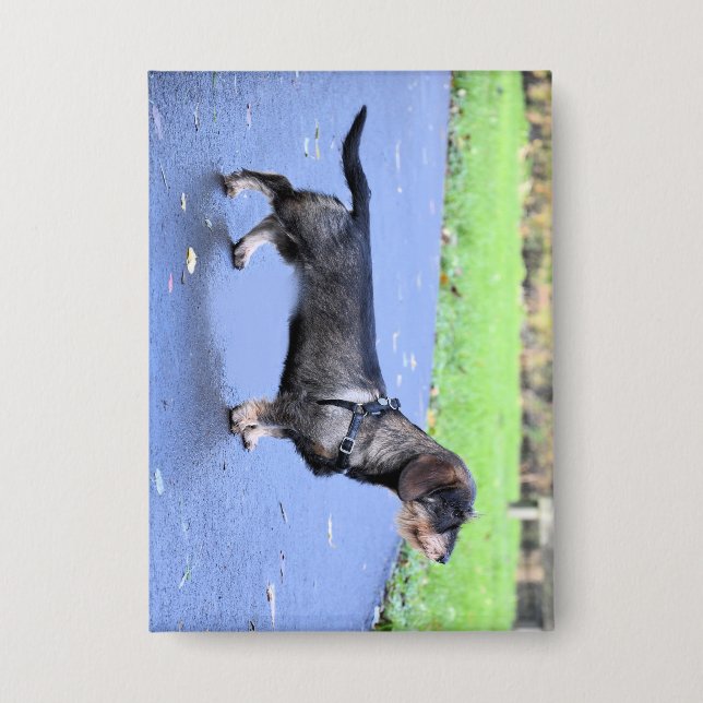 dachshund wirehaired full button (Front)