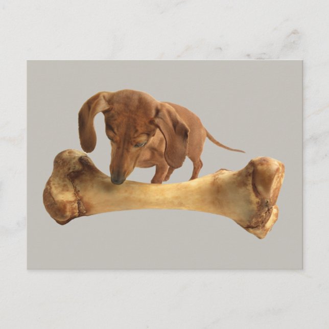 Dachshund With Huge Bone Postcard (Front)