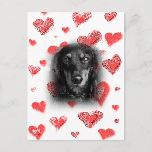 Dachshund with Red Hearts Postcard