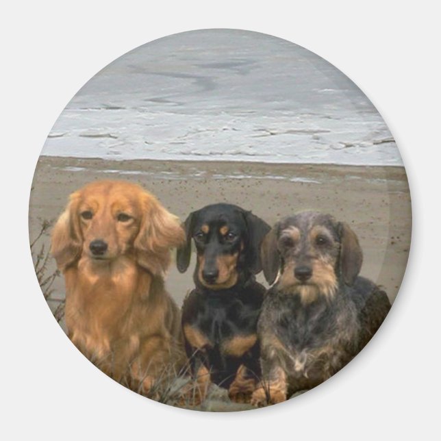 Dachshunds Magnet On The Beach (Front)