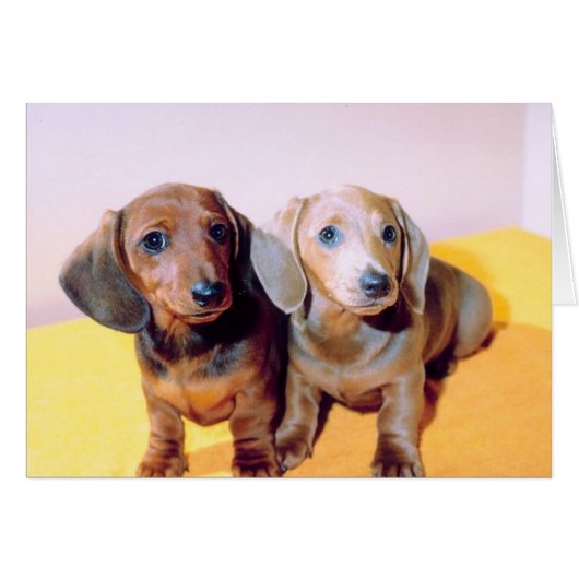 Dachsund Puppies Cards (Front Horizontal)
