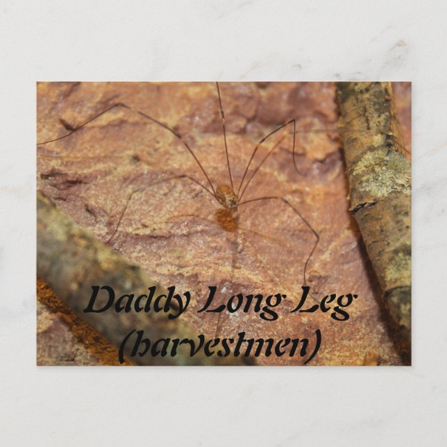 Daddy Long Leg (Harvestmen) Spider Postcard (Front)