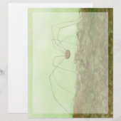 Daddy Long Legs (Front/Back)