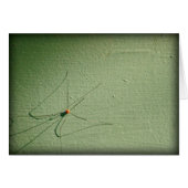 Daddy Long Legs (Front Horizontal)