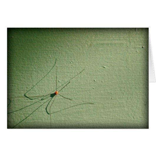 Daddy Long Legs Cards (Front Horizontal)