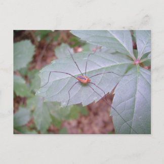Daddy Long Legs Postcard