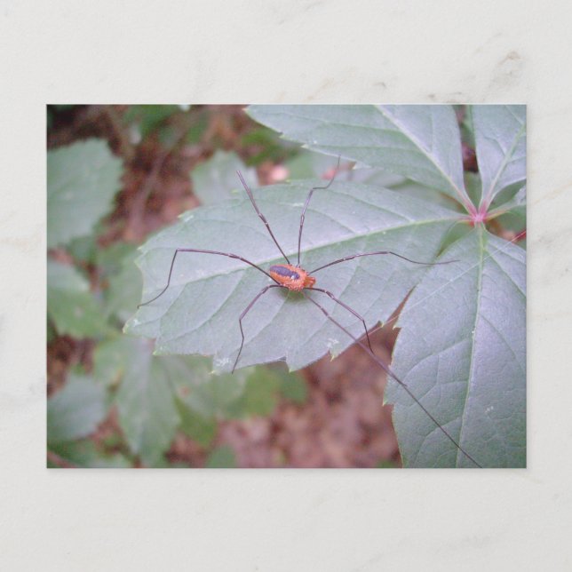 Daddy Long Legs Postcard (Front)
