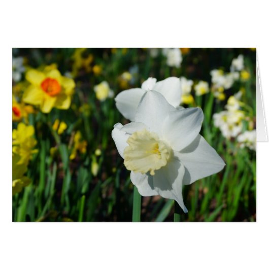 Daffo-dilly Note of Spring! Cards (Front Horizontal)