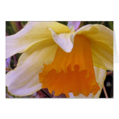 Daffodil (Front Horizontal)