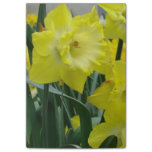daffodil-22.JPG Post-it Notes