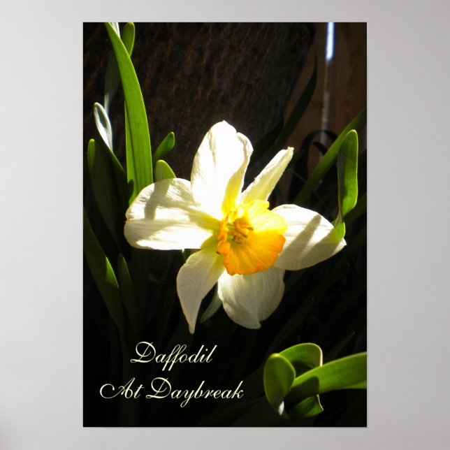 Daffodil At Daybreak Poster (Front)