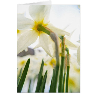 daffodil audience cards