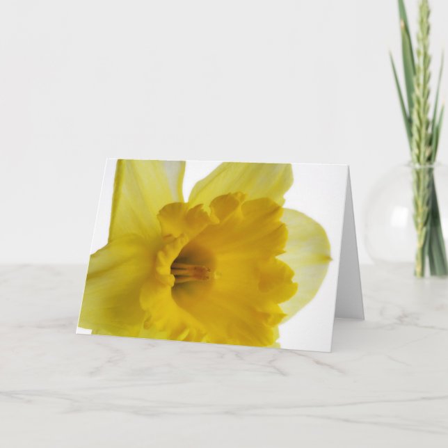 Daffodil blank grecard card (Front)