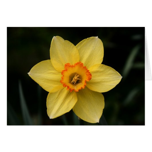 "daffodil" by Larry Coressel Cards (Front Horizontal)