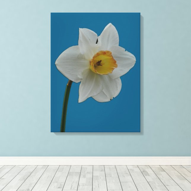 Daffodil Canvas Print (Insitu(Wood Floor))